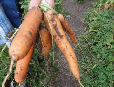 Морковь: лучшие сорта моркови с описанием, отзывы, фото