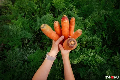 Самые урожайные сорта моркови, которые надо сажать в Украине