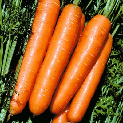 5 лучших сортов моркови, которая хранится до лета: покупаем заранее, может  не хватить | Хозяйкин огород | Дзен