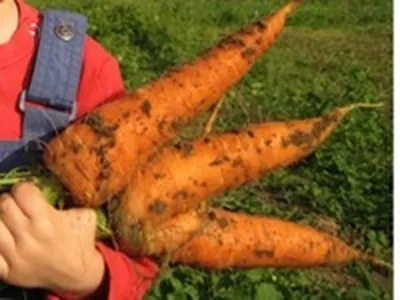 Какая почва, такая и морковь! Выбираем идеальный сорт моркови для своего  участка