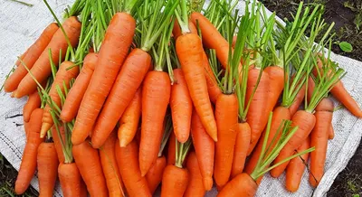 15 лучших сортов моркови для свежего употребления и хранения. Описание,  фото — Ботаничка