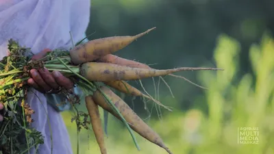 Самые сладкие сорта моркови - какие семена моркови сажать - Главред