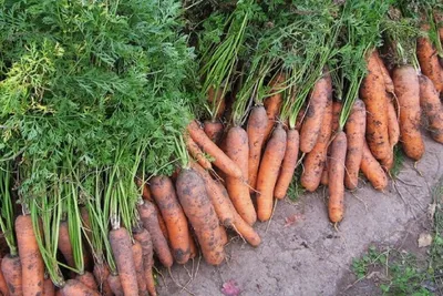 Тюменские селекционеры вывели новый сорт моркови с высоким содержанием  каротина