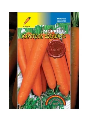 Какие сорта моркови самые сладкие – когда сеют морковь