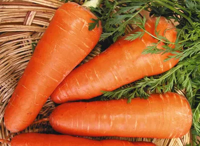 Эксперт назвал лучшие сорта моркови: дачники скупают уже зимой и потом не  найти