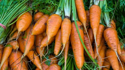 Выращивание моркови: как получить отличный урожай и сохранить его до весны
