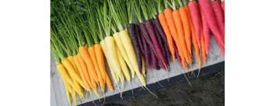 Смесь сортов моркови Для хранения - практичное решение