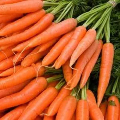 Какие сорта моркови оказались самыми вкусными