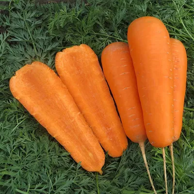Смесь сортов моркови Ранняя - семена с доставкой по России