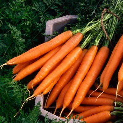 ПОИСК Набор семян овощей моркови, морковь семена