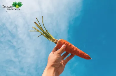 Лучшие сорта моркови по хранению, заготовкам. Какие лучше дражжированные  или обычные | УЧЕНЫЙ АГРОНОМ | Дзен