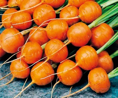 Самые урожайные, вкусные, сочные, сладкие: сорта моркови, которую стоит  посадить в 2024 году