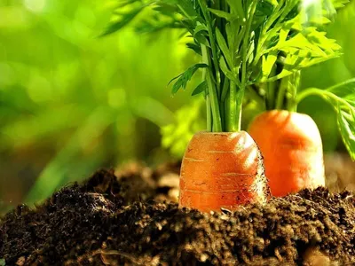 Морковь | Крестьянские ведомости