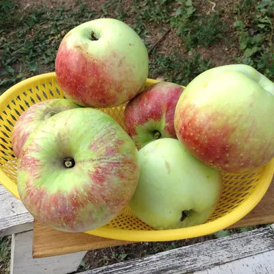 Лучшие сорта осенних яблок: вкусные, урожайные, устойчивые к болезням |  Чудогрядка.рф | Дзен