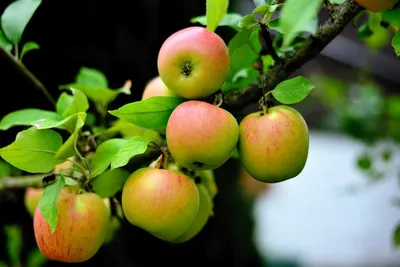 Лучшие 10 сортов яблонь для средней полосы. Список названий с описаниями и  фото — Ботаничка