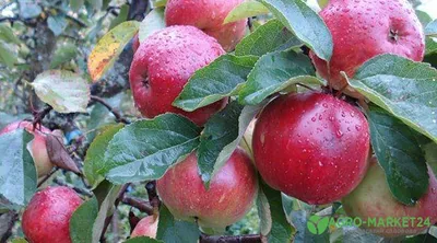 Сорта яблони - как подобрать саженцы для Вашего сада