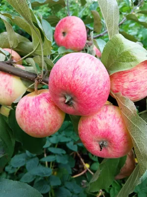 В Россельхозцентре назвали сорта яблонь, подходящих для Владимирской  области - Рамблер/женский