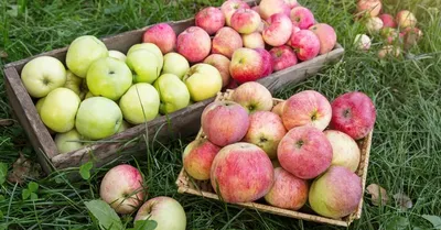 Коллекция сортов яблоня. П-Я | СИМ САД