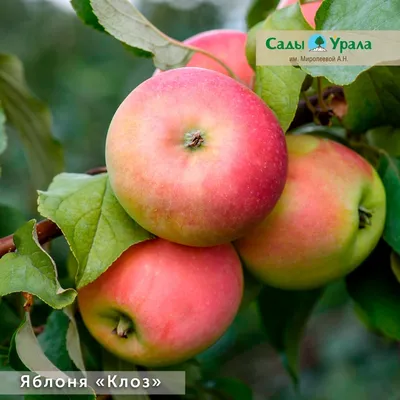Осенние сорта яблонь - Агро Сад
