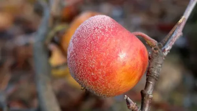 Новейшие сорта яблонь и груш белорусской селекции