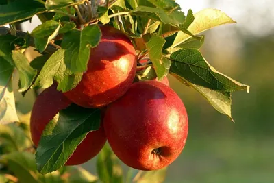 10 сортов яблонь осеннего срока созревания. Самые вкусные и урожайные -  Рамблер/женский