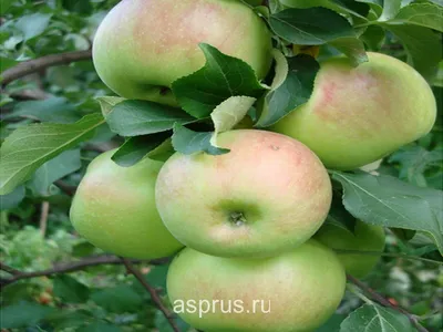 Посадка яблонь осенью: сорта с описанием, благоприятные по лунному  календарю дни в октябре 2023 года