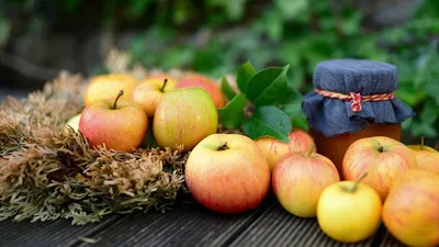 Сорта яблони, ранние, средние, поздние сорта яблони в Бахмутском питомнике