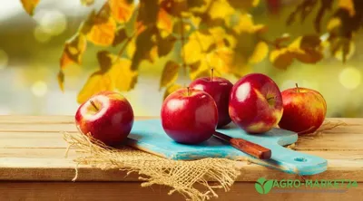 Сорта яблони С.И. Исаева | Плодовый сад