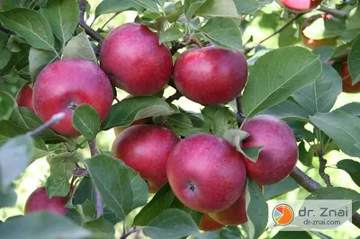 Лучшие сорта колоновидных яблонь: описание и фото | Интернет-магазин  садовых растений