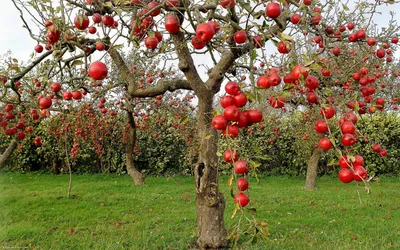 Яблоки - Осенний сорт \"Антоновка\"