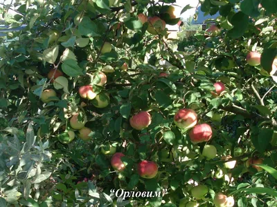 Лучшие сорта яблок для Подмосковья: летние, зимние, осенние