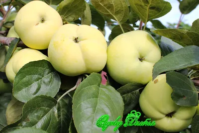 Самые популярные сорта яблонь | Sazhency64.ru - продажа саженцев