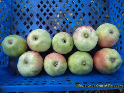 Выбираем яблони | Блог интернет-магазина Подворье