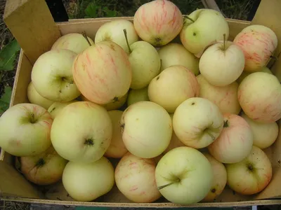 Сорта осенних яблонь с фото фото