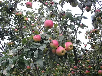 Яблоня Зимнее Ребристое - описание сорта и фото яблок