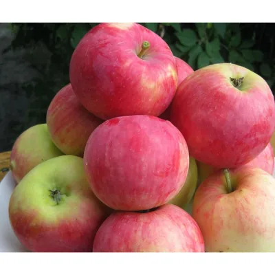 Сорта яблони С.И. Исаева | Плодовый сад