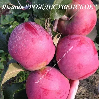 Купить осенние сорта яблонь в Москве с доставкой, цена
