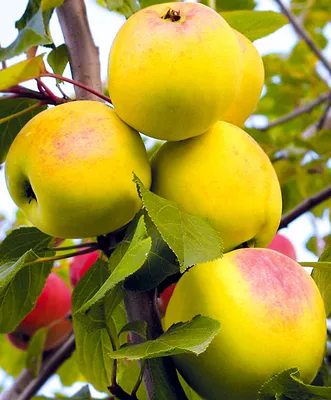 www.divosad.com.ua - Каталог - Сорта яблони с высокой устойчивостью к парше