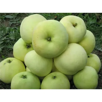 Зимние сорта яблонь: описание, фото, мои отзывы и сравнительная тблица