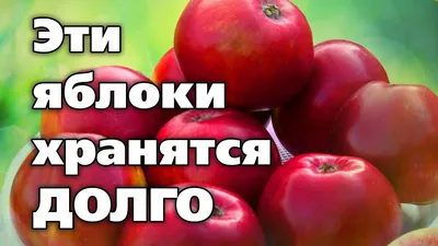Яблоня сорта Экранное - купить саженцы в Перми в питомнике «Марьина роща»
