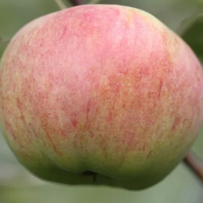 8 сортов яблонь, которые стоит посадить - Дача с Виталием Декабревым