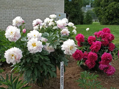 Интересные и необычные сорта пионов | Planting peonies, Flower garden  plans, Peonies garden