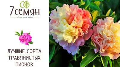 Пионы сорта Paeonia sarah bernhardt 55 см - Доставка цветов в Екатеринбурге