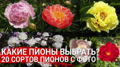 Сорта пионов: 5 самых дорогих в этом сезоне | Розовая🌹дача | Дзен