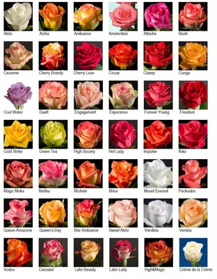 Сорта роз каталог с фото фото