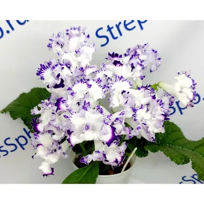 Стрептокарпус (Streptocarpus) - «Стрептокарпусы: удивительное разнообразие  форм и цветов. Моя коллекция сортов. Уход в домашних условиях. Очень много  ФОТО. 💐» | отзывы