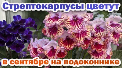 Стрептокарпус (Streptocarpus) - «Стрептокарпусы: удивительное разнообразие  форм и цветов. Моя коллекция сортов. Уход в домашних условиях. Очень много  ФОТО. 💐» | отзывы