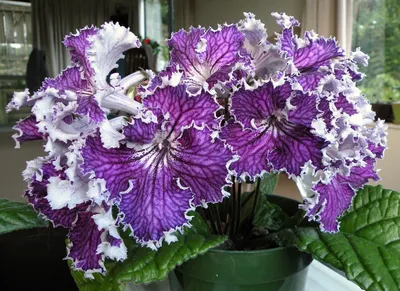 Каталог Стрептокарпусы (Streptokarpus)