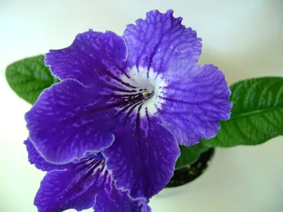 Стрептокарпус (Streptocarpus) - «Стрептокарпусы: удивительное разнообразие  форм и цветов. Моя коллекция сортов. Уход в домашних условиях. Очень много  ФОТО. 💐» | отзывы