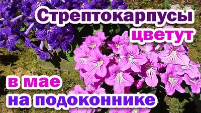 Фиалки, стрептокарпусы, кампанулы в Красноярске